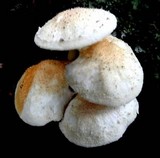 Ripartitella brasiliensis image