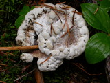 Hydnellum suaveolens image