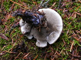 Hydnellum suaveolens image