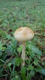 Protostropharia semiglobata image