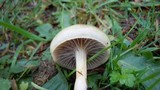 Protostropharia semiglobata image