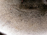 Hydnellum suaveolens image