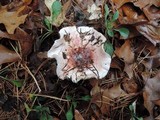 Hygrophorus russula image