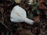 Hygrophorus russula image