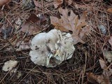 Tricholoma portentosum image