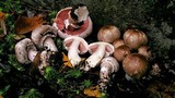 Agaricus hondensis image