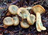 Lactarius aurantiosordidus image
