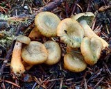 Lactarius aurantiosordidus image