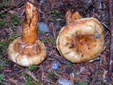 Lactarius scrobiculatus image