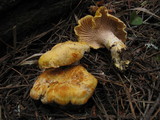 Cantharellus formosus image