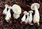 Tricholoma inamoenum image