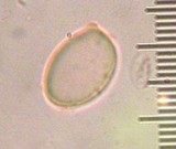 Tricholoma inamoenum image