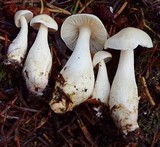 Tricholoma inamoenum image