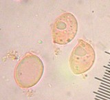 Tricholoma inamoenum image