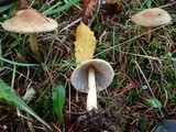Inocybe mixtilis image