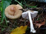 Inocybe mixtilis image