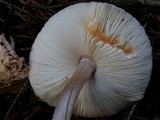 Lepiota roseifolia image