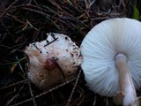 Lepiota roseifolia image