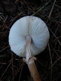 Lepiota roseifolia image