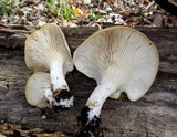 Pleurotus pulmonarius image