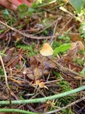Psilocybe pelliculosa image