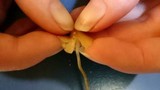 Psilocybe pelliculosa image