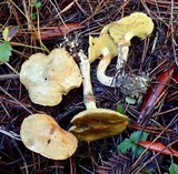 Suillus umbonatus image