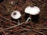 Lepiota atrodisca image
