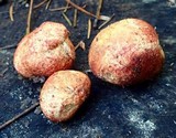 Rhizopogon occidentalis image