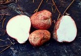 Rhizopogon occidentalis image