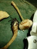Lepiota roseifolia image