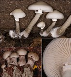 Oudemansiella mucida image
