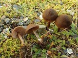 Entoloma ortonii image