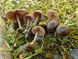 Entoloma ortonii image