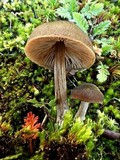 Entoloma ortonii image