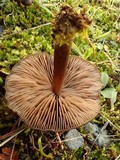 Entoloma ortonii image