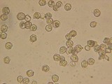 Entoloma ortonii image