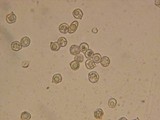 Entoloma ortonii image