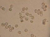 Entoloma ortonii image