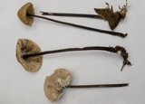 Mycetinis alliaceus image