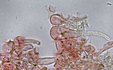 Mycetinis alliaceus image