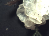 Rimbachia bryophila image