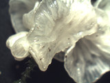 Rimbachia bryophila image