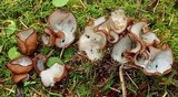 Humaria hemisphaerica image