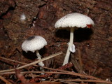Lepiota atrodisca image