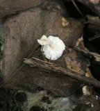 Marasmiellus ramealis image