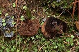 Coltricia montagnei image