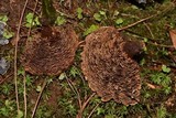 Coltricia montagnei image