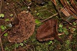 Coltricia montagnei var. greenei image