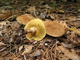 Suillus lakei image